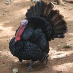 Meleagris_gallopavo_at_Coimbatore