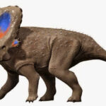 Mercuriceratops_NT_small