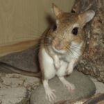 Meriones_persicus
