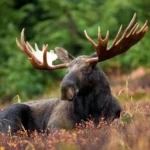 Moose-antlers.jpg