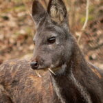 Moschus_moschiferus_in_Plzen_zoo_(12.02.2011)