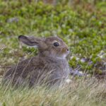 Mountain_hare_(Lepus_timidus)_Oppdal