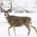Mule_buck_elk_creek_m_myatt_(5489214303)