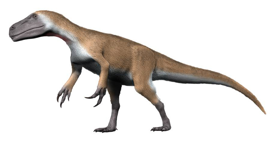 Murusraptor