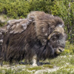Muskox_(Ovibos_moschatus)_male_Dovrefjell_4