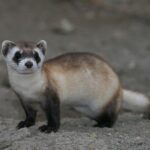 Mustela_nigripes_2