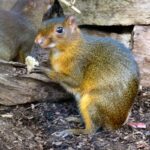 Myoprocta_pratti-2-WilhelmaZoo-Stuttgart