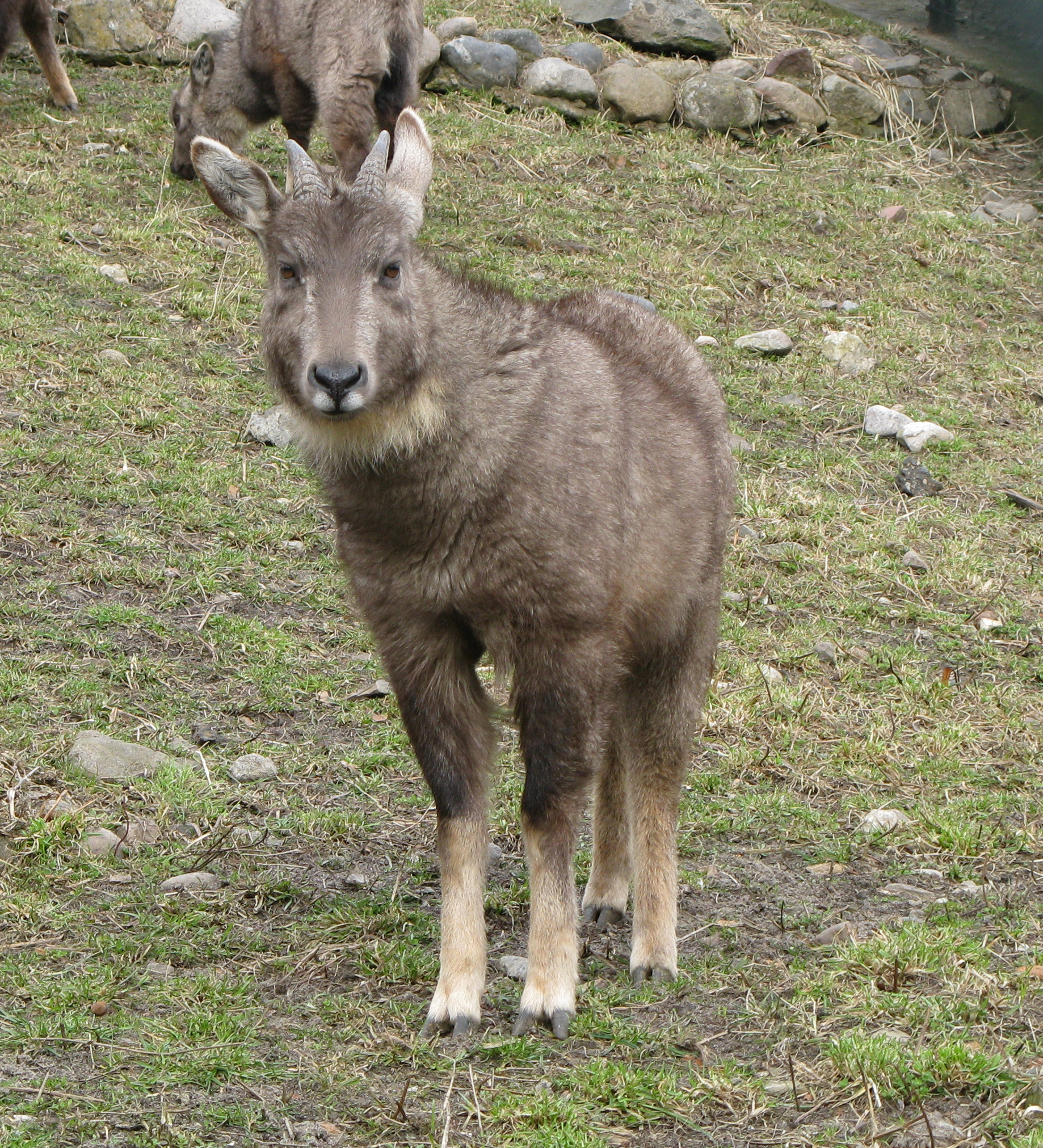 Goral sečuánský