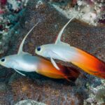 Nemateleotris-magnifica-pair-Ternate-Island-Alor-Indonesia