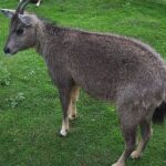 Nemorhaeduscaudatusarnouxianus