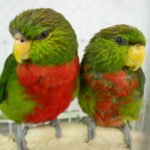 Neopsittacus_musschenbroekii_-two_captive-8a