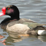 Netta_peposaca,_Costanera_Sur_4