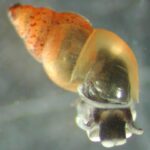 New_Zealand_Mud_snails