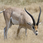 Männliche Grant-Gazelle im Ngorongoro-Krater