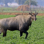 Nilgai_(Boselaphus_tragocamelus)_male