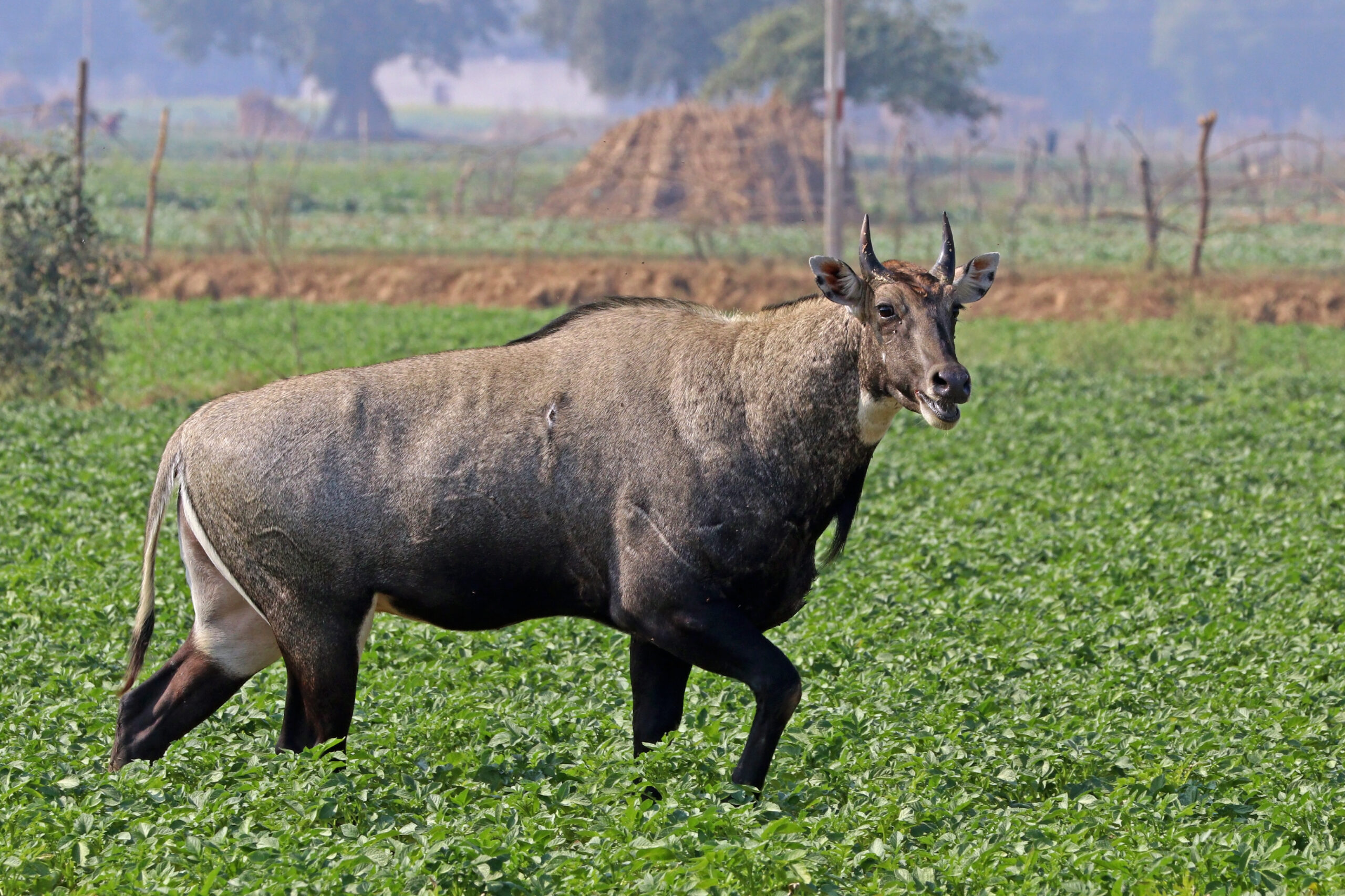 Nilgau