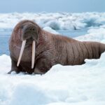 Noaa-walrus22