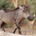 Nolan_warthog_(Phacochoerus_africanus_africanus)