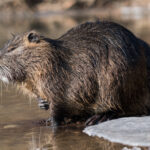 Nutria (Myocastor coypus) in partially frozen river Ljubljanica