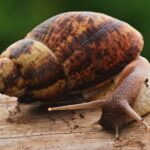 Oblovka_žravá_(Achatina_fulica)