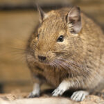 Osmák degu Octodon_degus_-Heidelberg_Zoo,_Germany-8a
