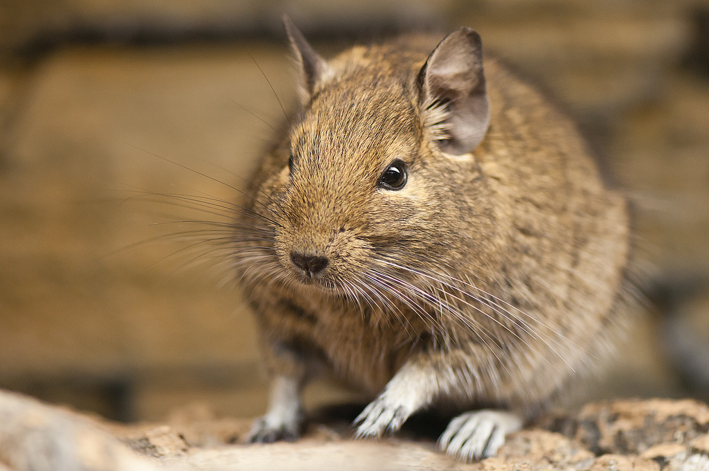 Osmák degu