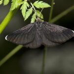 Odezia.atrata.7638