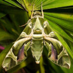 Oleander_Hawk-moth_Daphnis_nerii
