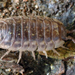 Oniscus_asellus_-_male_top_1_(aka)