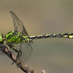 Ophiogomphus-cecilia-20100710_IMGP3826_pertoltice