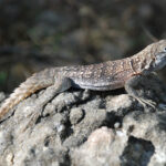 Oplurus_cyclurus_18547401