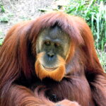 Orangutan_01