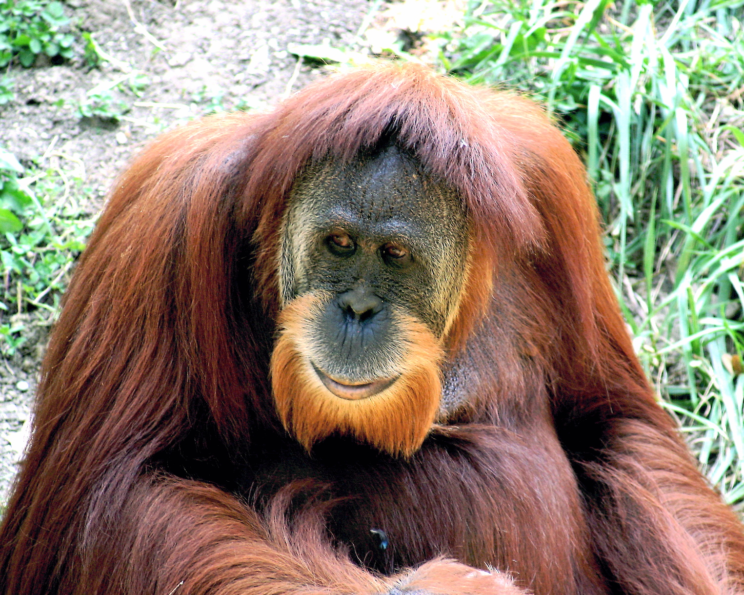 Orangutan sumaterský