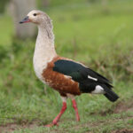 Orinoco_Goose
