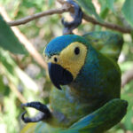 Orthopsittaca_manilata_-Brazil-6