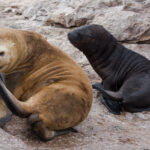 Otaria_flavescens_-Patagonia-8