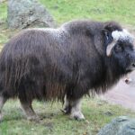 Ovibos_moschatus_qtl3