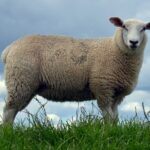 Ovis_orientalis_aries_01