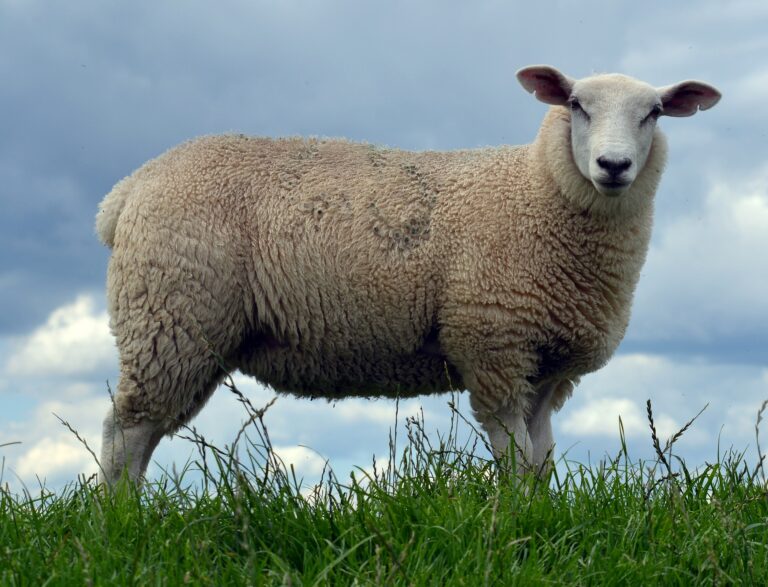 Ovis_orientalis_aries_01
