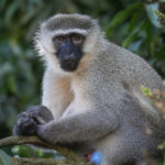 Vervet monkey Chlorocebus pygerythrus, Bujjagali, Uganda