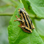 Painted_Reed_Frog_(Hyperolius_marmoratus)_(16759960116)