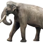 Palaeoloxodon_recki_SciiFii