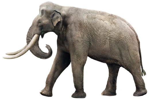 Elephas recki
