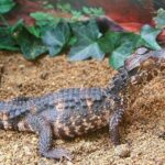 Paleosuchus