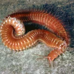 Palolo-worm.jpg