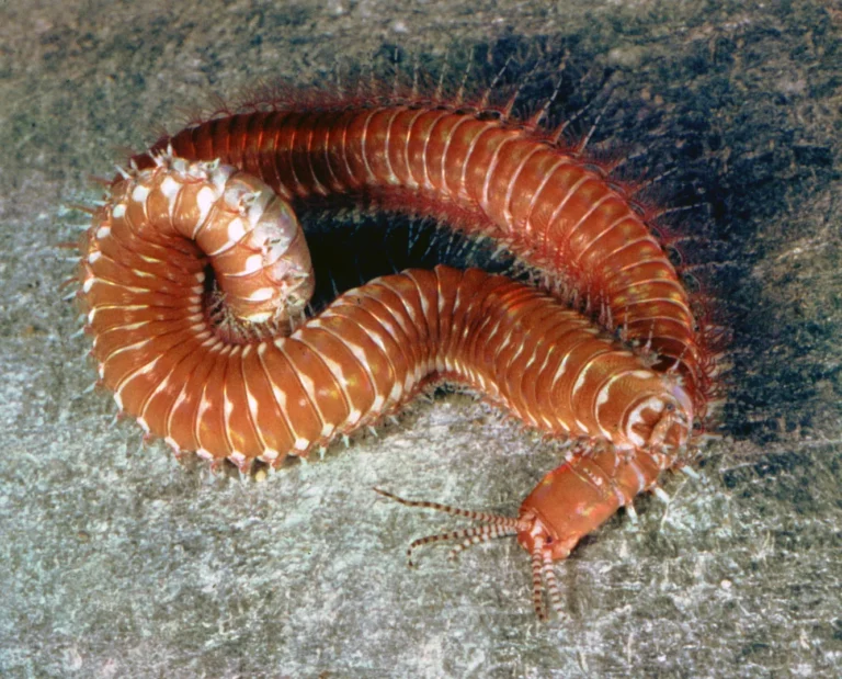 Palolo-worm.jpg