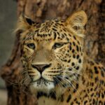 Panthera_pardus_japonensis_JdP