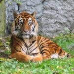 Panthera_tigris_sumatran_subspecies
