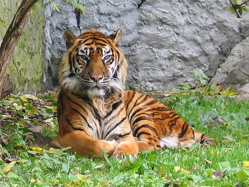 Tygr sumaterský