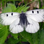 Parnassius_mnemosyne3